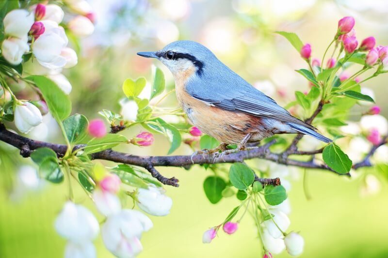 Beginners Guide To Understanding Avian Digestive System