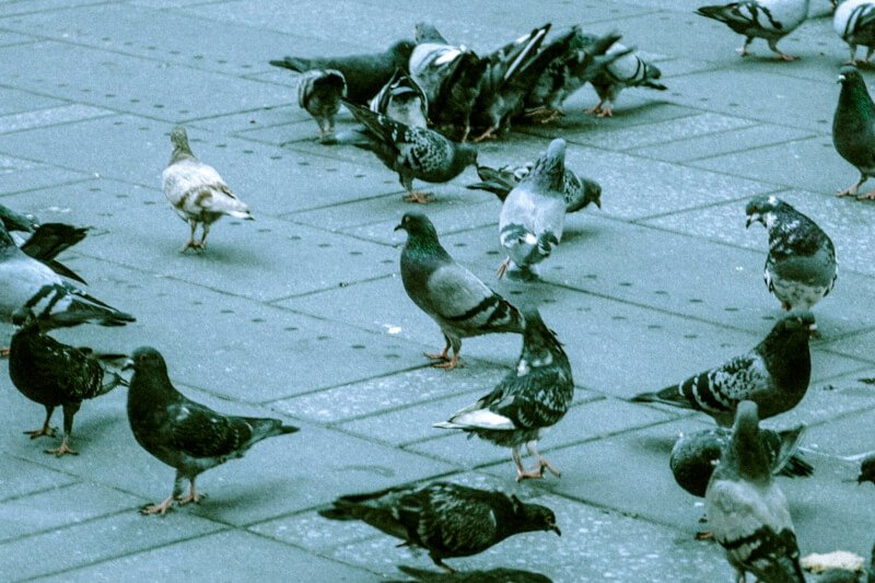 Best Ways To Hydrate Your Bird