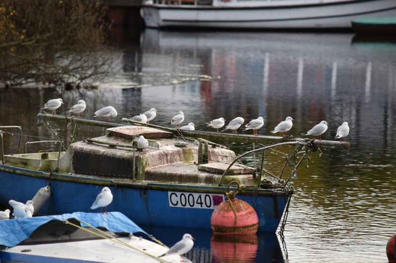 How To Recognize And Address Avian Vision Problems