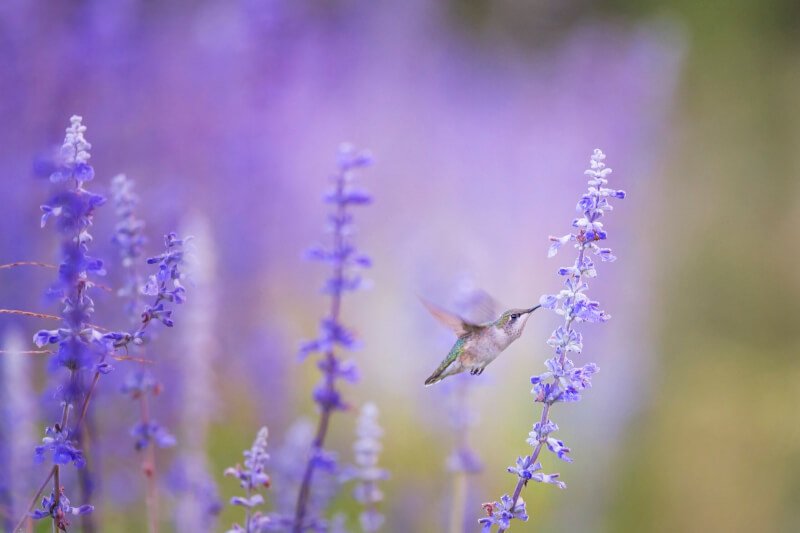 Key Signs Of A Healthy Bird