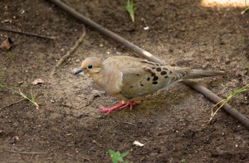 Factors To Consider When Choosing A Bird Veterinarian