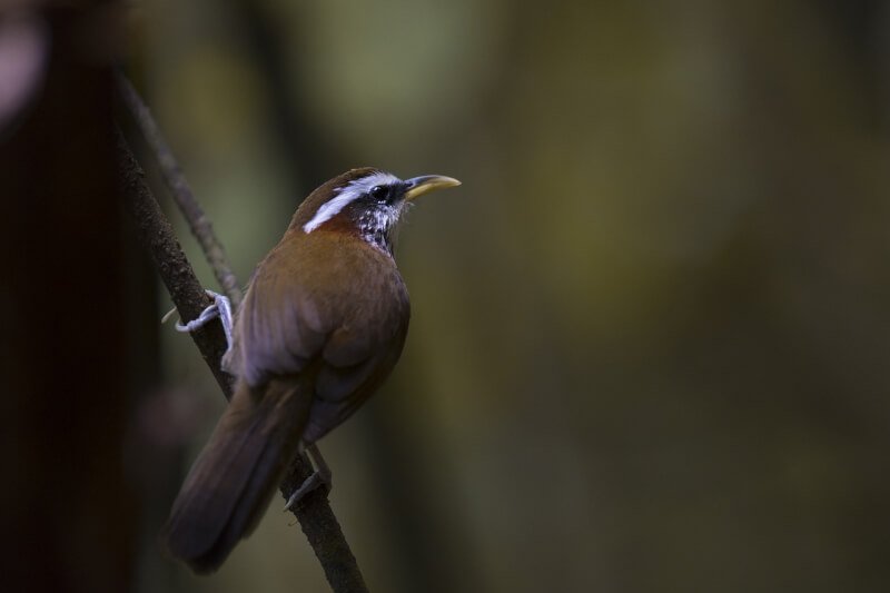 How To Monitor Your Birds Health And Well-being At Home