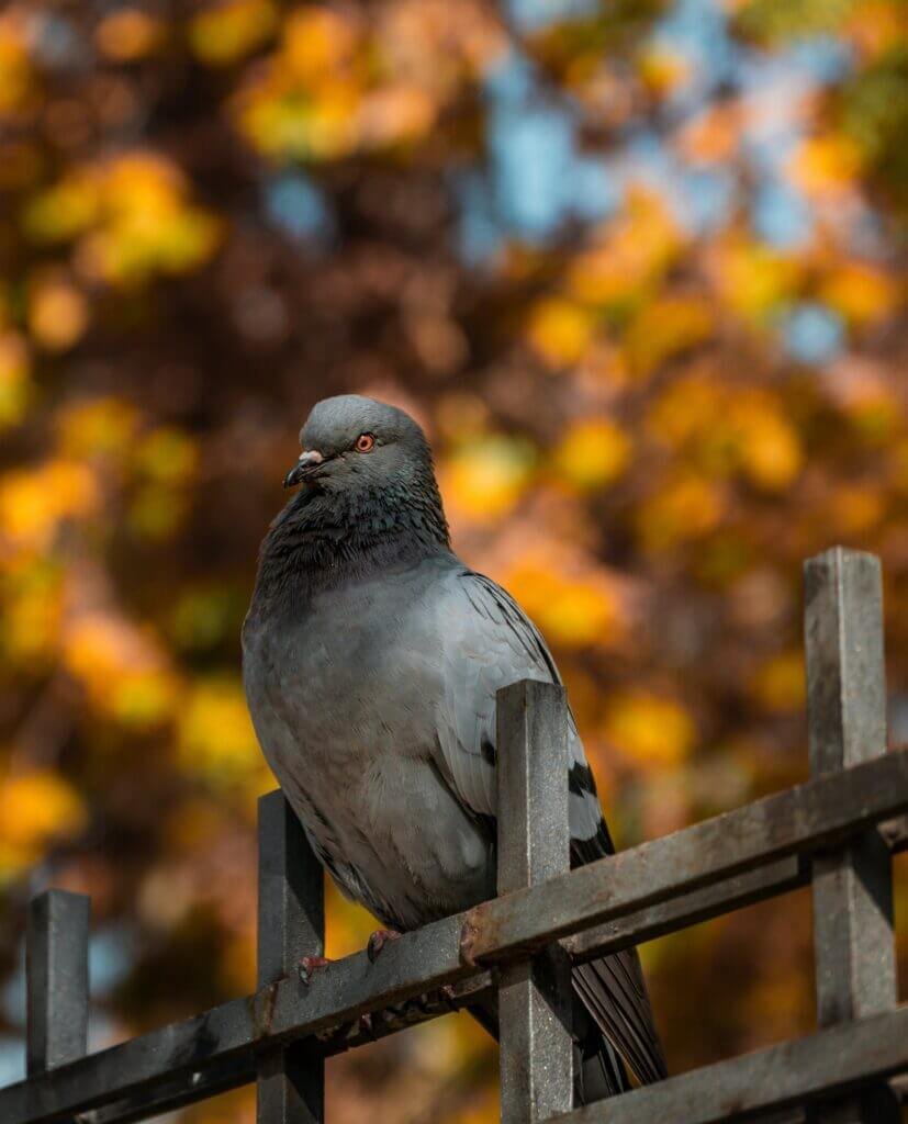 How Can I Create A Stimulating And Enriching Environment For My Bird?