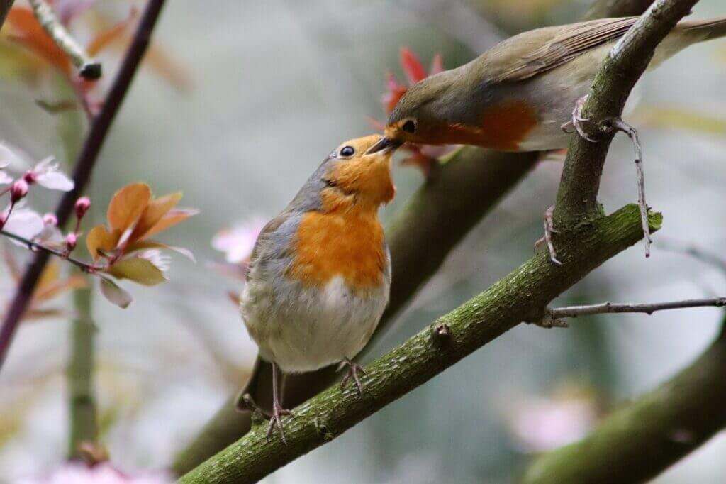 How Do I Provide Proper Care For A Baby Or Juvenile Bird?