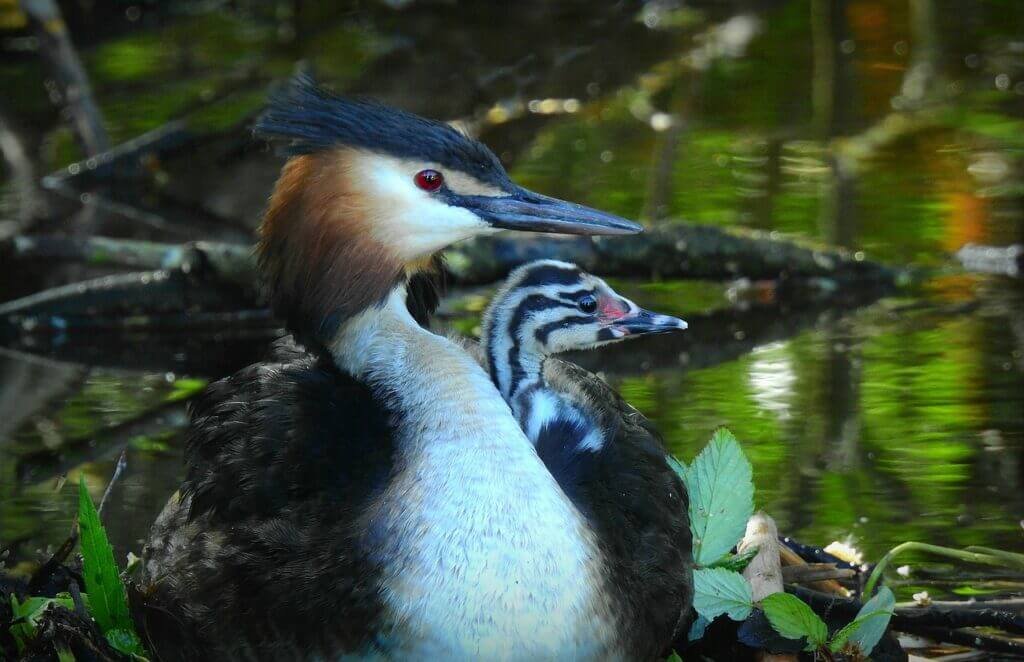 How Do I Provide Proper Care For A Baby Or Juvenile Bird?