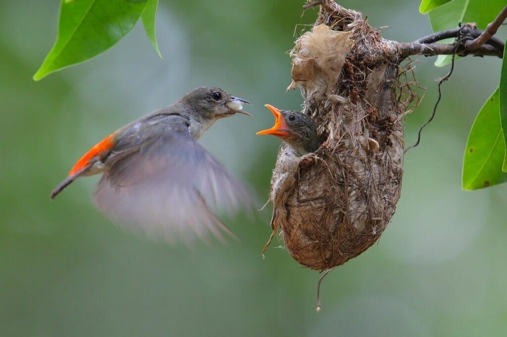 How Do I Provide Proper Care For A Baby Or Juvenile Bird?