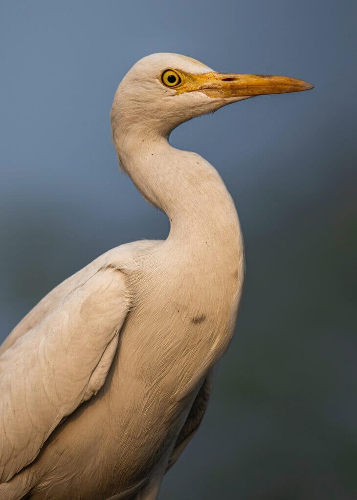 What Are The Potential Hazards In A Birds Environment?